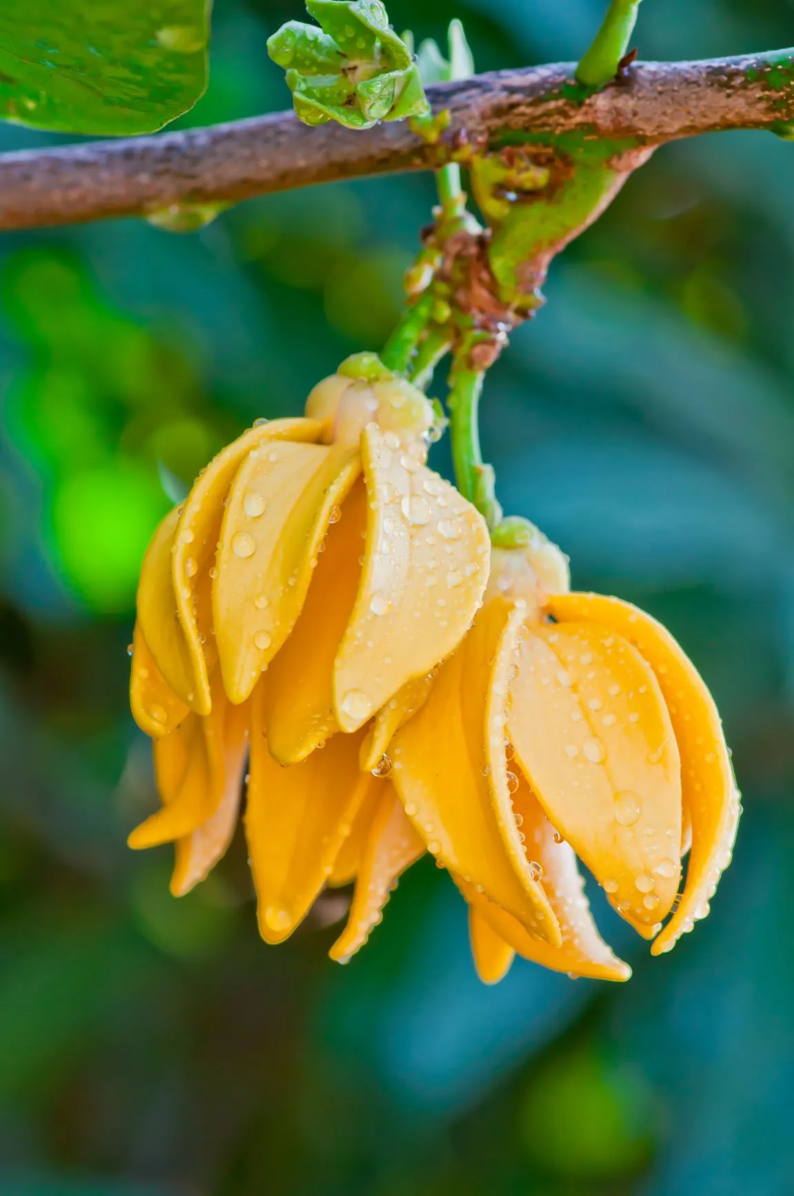 Essential Oil Ylang Ylang (Cananga odorata)