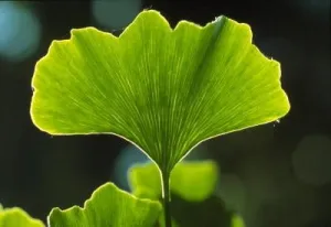 Ginkgo Complex Brain Nourishing Formula