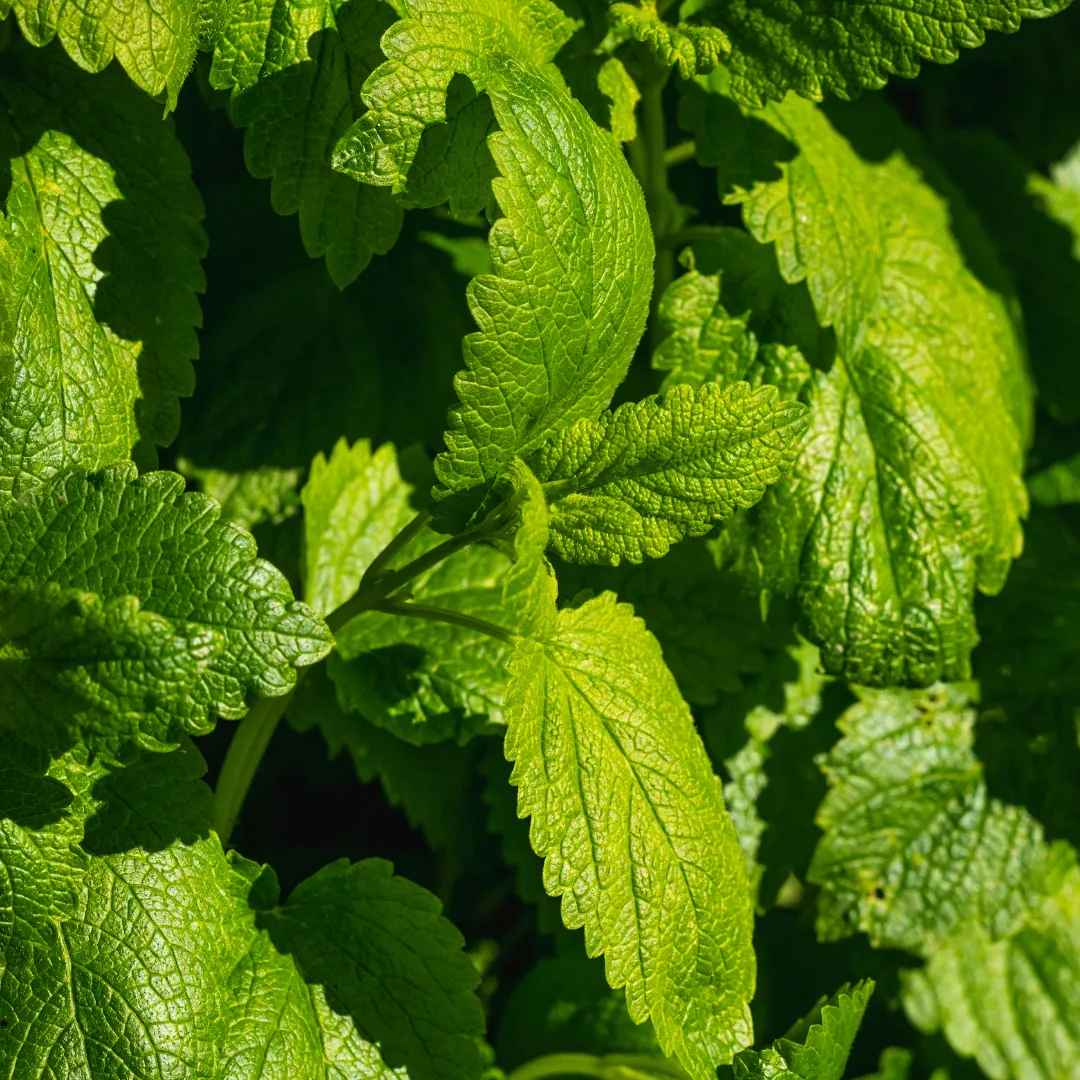 Melissa Oil - Lemon Balm Essential Oil - Co-distilled